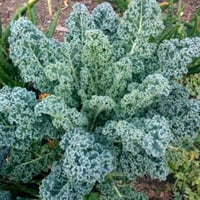 كيل اسكوتلندي مجعد