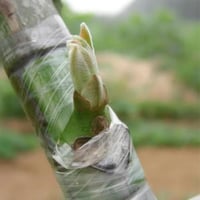 لاصق التطعيم