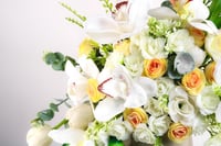 فازة الاوركيد