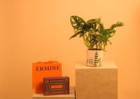 مونستيرا أوبليكا مع إرمين