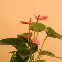 تنسيق لمسة أنثوية