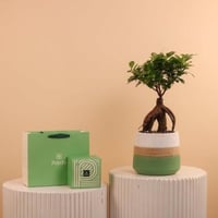 ظل البونساي