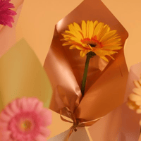 توزيعة جربيرا مع شكولاتة