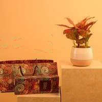 تنسيق نبتة أغلاونِيما مع شوكولاتة Bite