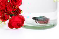 فازة البيبي روز مع السمك