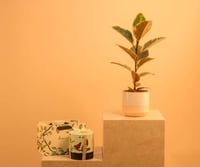 فيكس روبستا مع أنوش