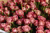 زهرة الإنجاز