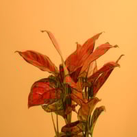 تنسيق نبتة أغلاونِيما مع شوكولاتة Bite