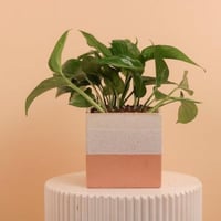 نسمات باثوس