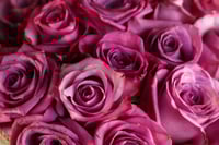 باقة رقة الجوري