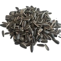 بذور عباد الشمس ( حب شمسي )