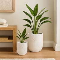 أصيصين ابيض بنقشة فنية ناعمة يضيفون لمسة ديكور أني...