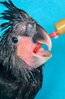 لي ابر غر ربل احمر مطاطي