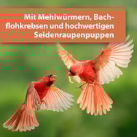 كويكو ديدان القبابي بروتين ميكس Quiko Protein Mix