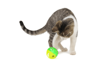 كرة بلاستيك ترفيهية للطيور المتوسطة والكبيرة والقط...