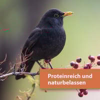 كويكو ديدان القبابي بروتين ميكس Quiko Protein Mix