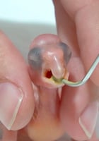 حليب الحويصلة من اليوم الاول سيتاكوس psittacine cr...