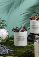 شموع الفصول الأربعة