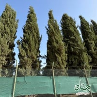 بذور شجرة‬ ‫السرو البلدي‬ ‫( Cupressus )