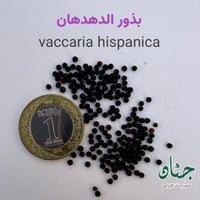 بذور الدهدهان ( vaccaria hispanica )