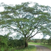 بذور شجرة انترلوبيوم ( Enterolobium )