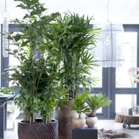 بذور نخيل ذيل السمكة - كاريوتا ( Caryota mitis )