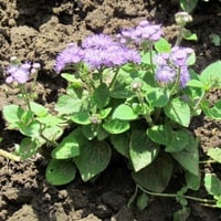 بذور زهرة الخيط ( Ageratum mexicanum )
