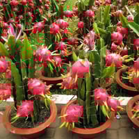 بذور فاكهة التنين - دراجون أحمر ( Selenicereus und...