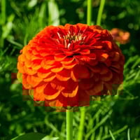 بذور زهرة الزينيا البرتقالية ( Zinnia elegans )