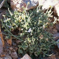 بذور الرعلا ( Salvia aegyptiaca )