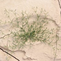 بذور عشبة الرقيقة - ام ثريب ( Spergularia diandra...