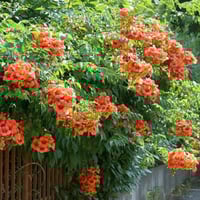 بذور متسلقة البوق ( Campsis radicans )