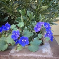 بذور زهور بلوبل - أجراس الصحراء ( Phacelia campanu...