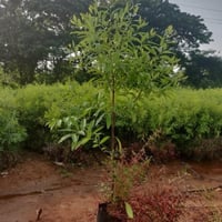 بذور شجرة الصندل الابيض العطرية ( Santalum album )