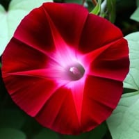 بذور مجد الصباح - ايبوميا الحمراء ( Ipomoea nil )