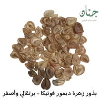 بذور زهور الاقحوان الافريقي البرتقالي ( Dimorphoth...