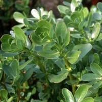 بذور نبات الرجلة ( Portulaca oleracea )