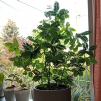 بذور الخجولة - ميموزا‬ ‫بوديكا ‫( Mimosa pudica )