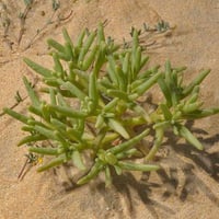 بذور عشبة السمح ( Opophytum forakahlii )