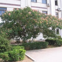 بذور شجرة اللبخ الأحمر - زهرة الحرير ( Albizia jul...