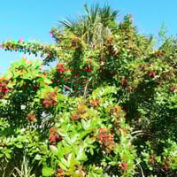 بذور الفلفل البرازيلي عريض الأوراق ( Schinus tereb...