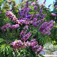 ‫بذور شجرة البونجاميا‬ ( Millettia pinnata )