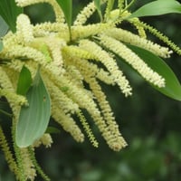 بذور طلح - أكاسيا مانقيوم‬ ( acacia mangium )