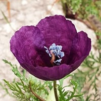 بذور البختري ( Roemeria )