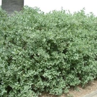 بذور شجيرة الرغل العدسي ( Atriplex lentiformis )