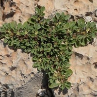 بذور الدعاع - المليح - الحدق ( Aizoon canariense )