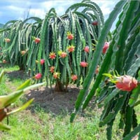 بذور فاكهة التنين - دراجون أحمر ( Selenicereus und...