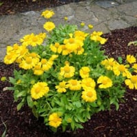 بذور العنبر الكشميري الأصفر - جيلارديا أريستاتا (...