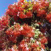 بذور متسلقة الياسمين الاحمر العطرية ( Combretum in...