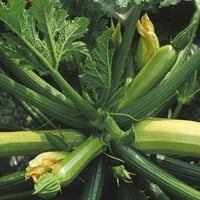 بذور نبات الكوسة - الكوسا ( Cucurbita pepo )